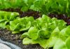 faire pousser des salades