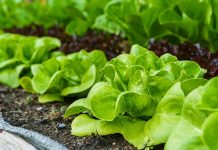 faire pousser des salades