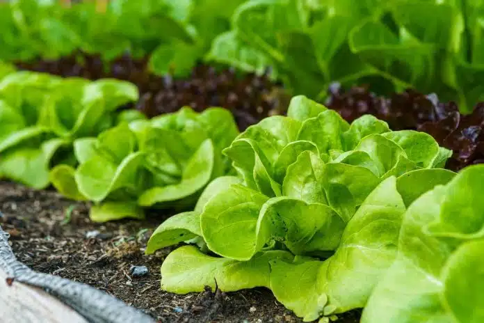 faire pousser des salades