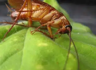 3 Astuces Naturelles pour Éliminer les Cafards 3 Astuces Naturelles pour Éliminer les Cafards