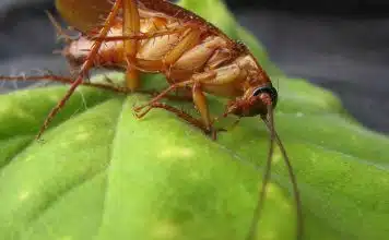3 Astuces Naturelles pour Éliminer les Cafards