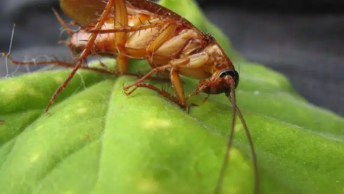 3 Astuces Naturelles pour Éliminer les Cafards