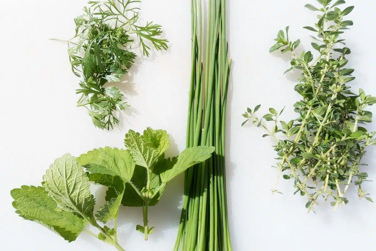 herbes aromatiques