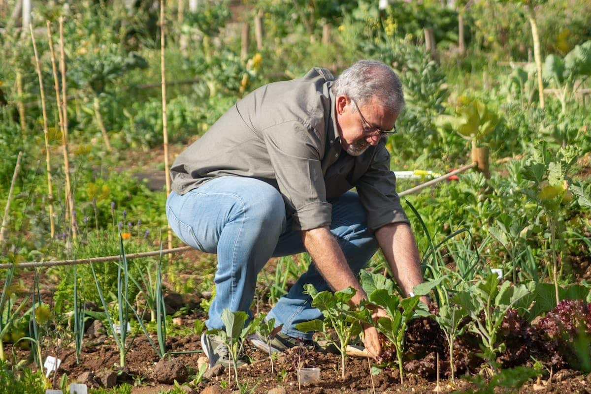 potager  jardin