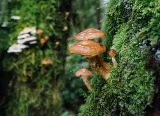 brown mushroom on green grass during daytime