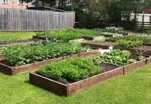 Comment créer un potager en carré dans votre jardin