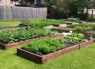 Comment créer un potager en carré dans votre jardin Comment créer un potager en carré dans votre jardin