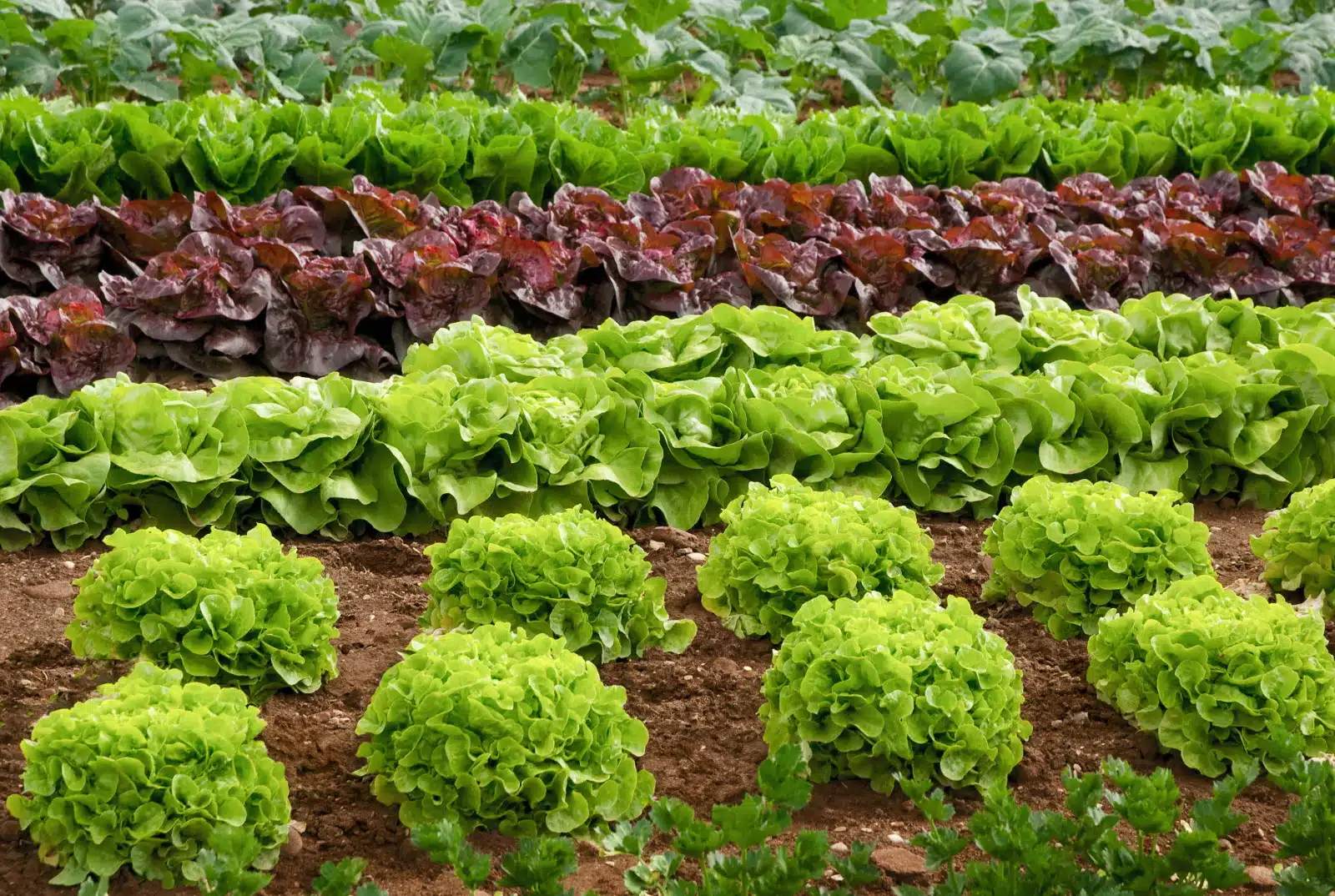 faire pousser des salades