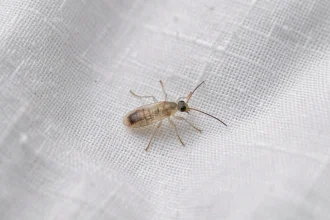 Gros plan macro d'un minuscule insecte transparent sur un drap de lit blanc en coton