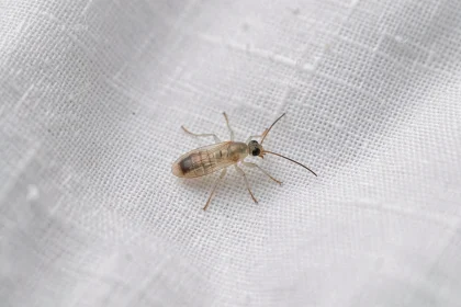 Gros plan macro d'un minuscule insecte transparent sur un drap de lit blanc en coton